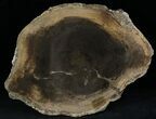 Petrified Wood Slab - Sweethome, Oregon #25882-1